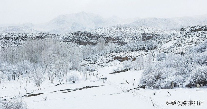 祁连山下忽如一夜“雪”飘来，千树万树“雪”花开