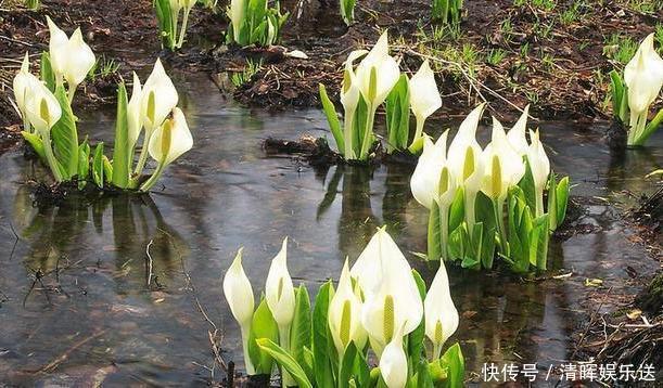 观赏价值|“嗜水如命”的5种花,全靠水续命,停水就枯萎!新手尤其要注意