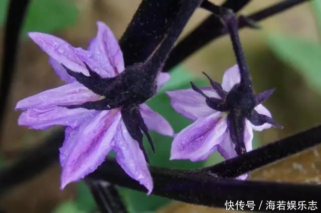 茄子|怎样让一只茄子也显得有文化