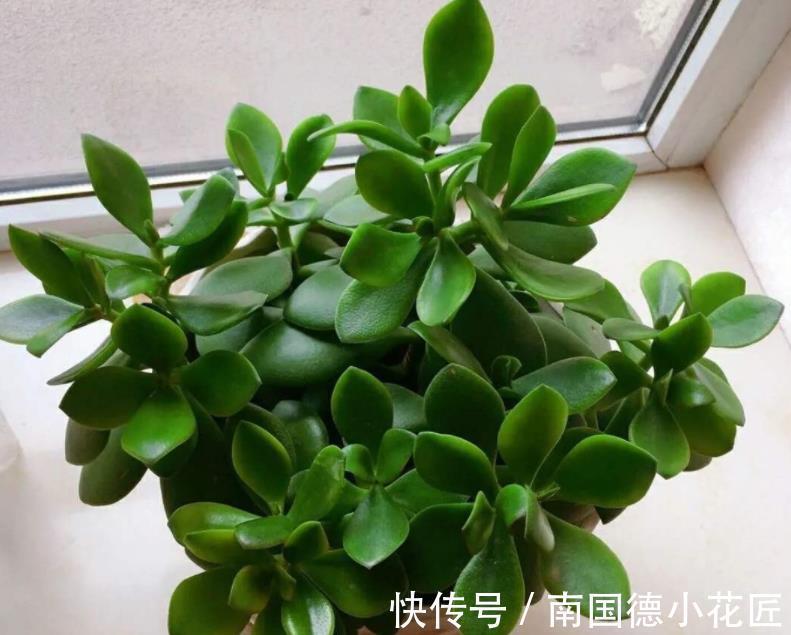 打理|秋天盆栽玉树，怎么打理？满足4点，茎干粗壮、根须旺，好过冬