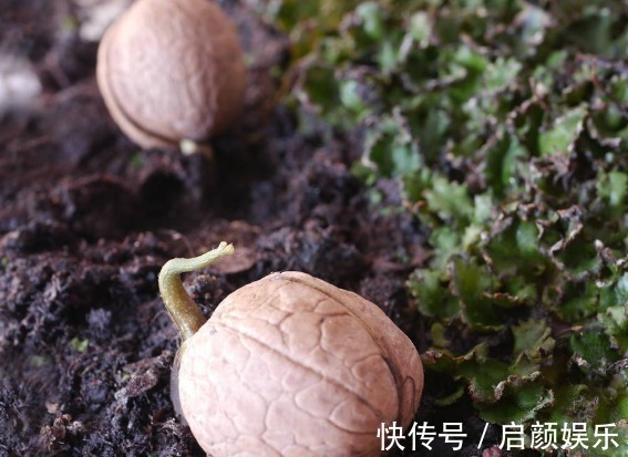 营养成分|食物发芽后有剧毒不能吃有些不仅能吃,营养价值还会变高