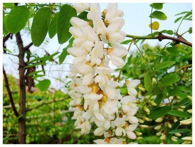 农村槐树开红花，花瓣真漂亮，能食用吗？听听专家怎么说