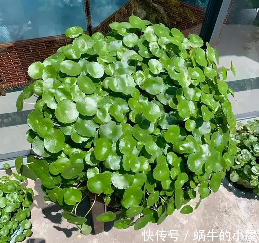 新手|家里养了4种花,7月修剪是关键,还能再开一茬花,新手须知