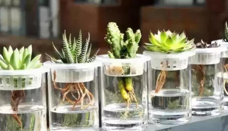 摘叶|总下雨,露天盆栽的多肉穿裙子了,砍头摘叶,扦插育苗可好?