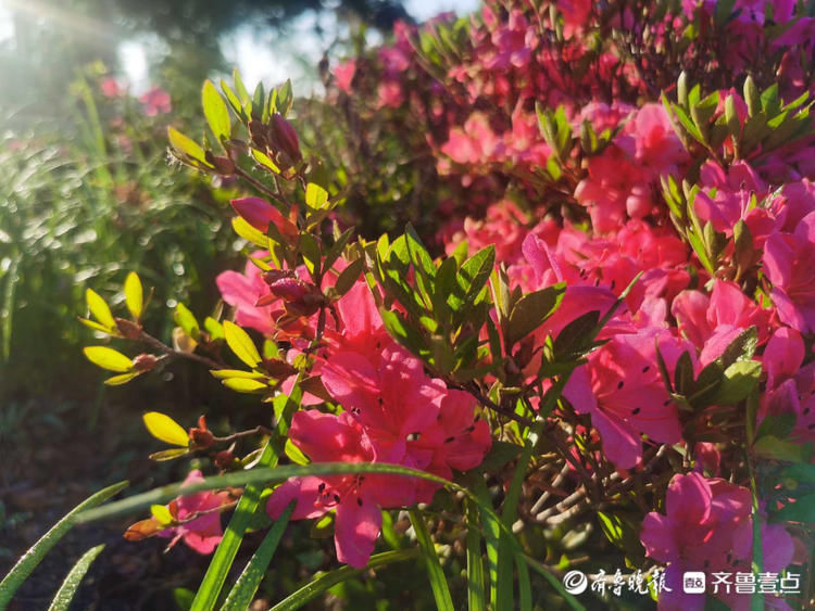 临沂这里遍地芬芳，快来与杜鹃花来一场“夏天之约”吧|花开齐鲁| 临沂