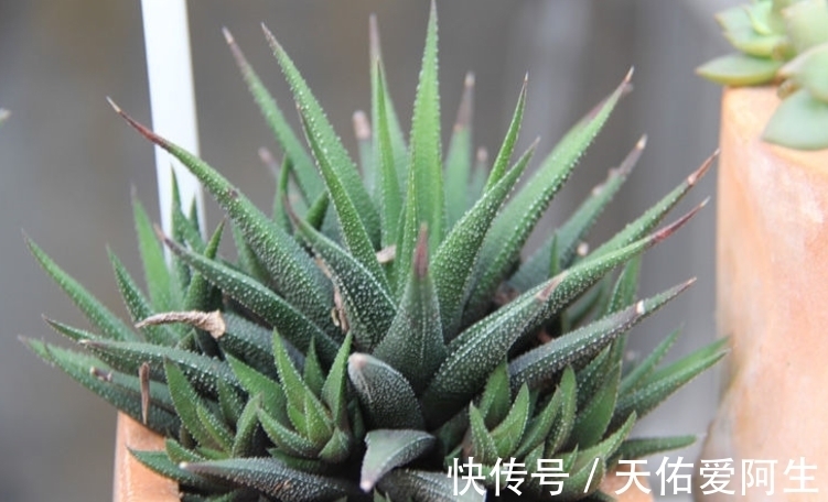 多肉|这5种十二卷属多肉养护简单,盆栽不易黑腐烂根,值得新人入坑