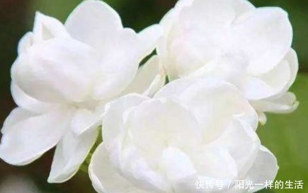 新手养花,不如养盆花中精品“紫玉玫瑰”,花色浓艳,娇艳欲滴