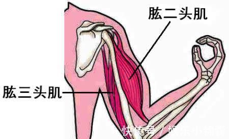 手臂|让肱二头肌越来越饱满,“哑铃向上弯曲”坚持练起来