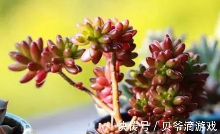 水和光多少是适量,50种常见多肉植物度夏攻略