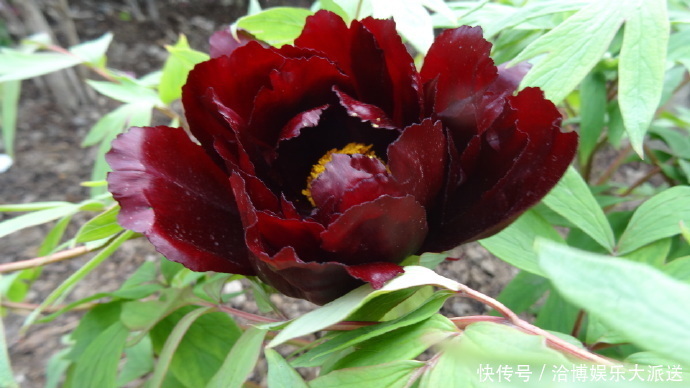 叶状|喜欢菊花,不如养盆“黑牡丹”初乌,黑如墨炭,妖艳有光泽!