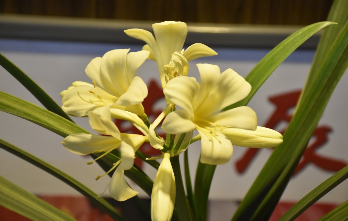 君子兰害怕五件事，新手经常犯，难怪越养越糟糕