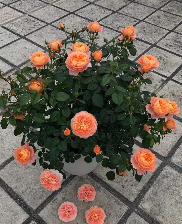 屋顶花园养月季,注意“浇水施肥修剪”,一棵开300朵,花开不断