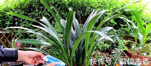 养兰花“2懒1勤”别守规矩,新芽冒不停,花箭半米高