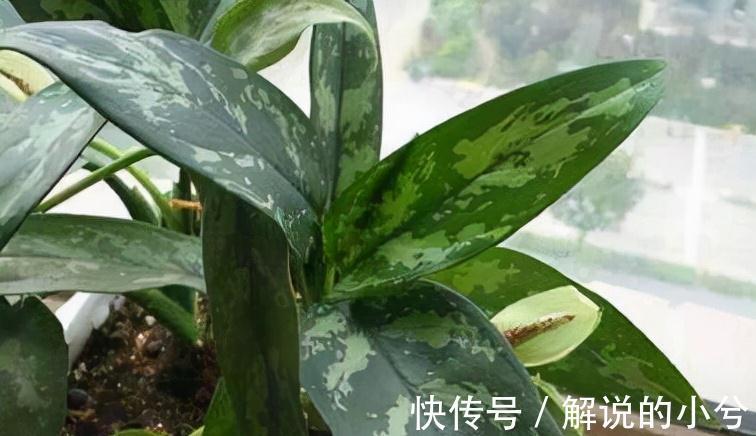 此种植物名字最霸气,叫做银皇帝,不仅外观好看,功能也特强大