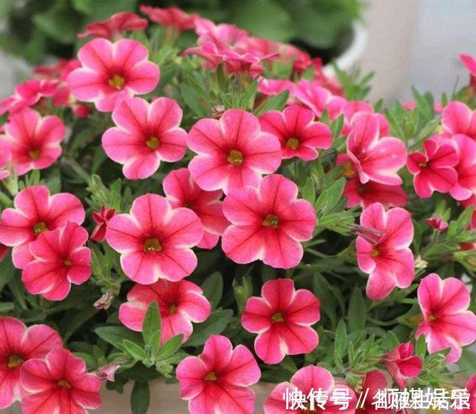 虎皮兰花|4种花养家里,好养又漂亮,几个月不浇水,照样长得旺