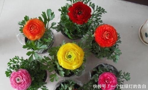 难看的“芹菜叶”开出“牡丹花”,绿萝吊兰栀子花,怎能比得上它!