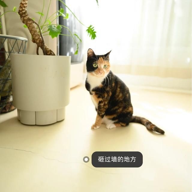 攻略|用完微水泥，我后悔了！作为过来人，我总结了这9条微水泥攻略