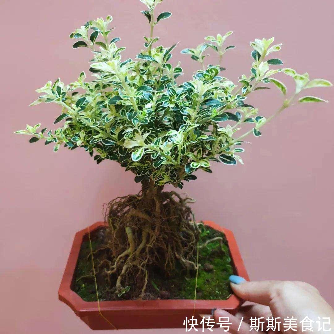 金边|不要再花很多钱买盆景了,这3种花,养得好就是最漂亮的盆景