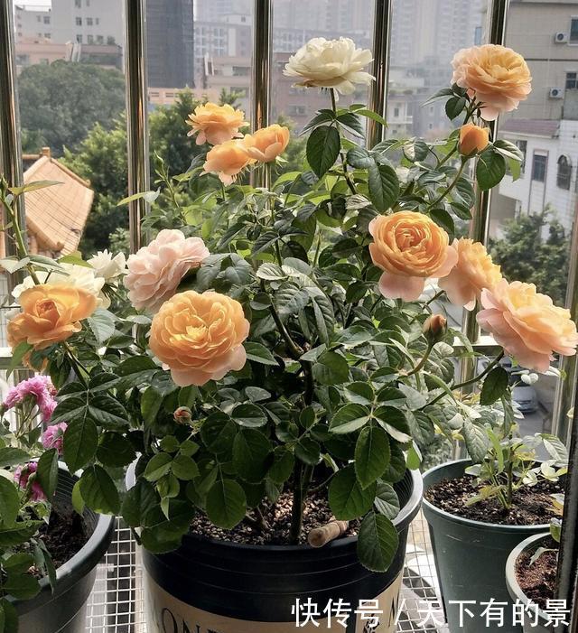 “花多多”肥料几十种,眼花缭乱看不懂?4种就够,多了没用!