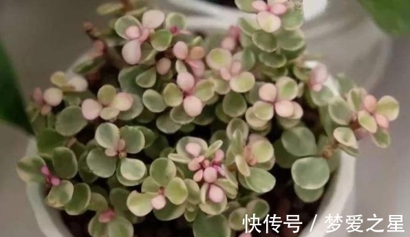 养花|养花期间,做了这些事情就会得不偿失,总遇上黄叶烂根问题