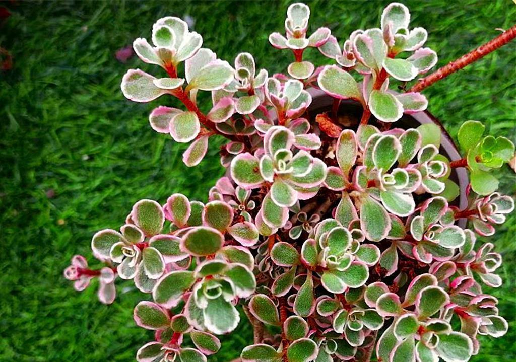 成活率|又到了可以扦插多肉的季节,注意好这些问题,扦插成活率会很高