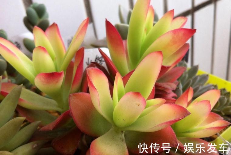 叶片|多肉火祭叶子不是火红色,有点徒长?把控住4点,问题迎刃而解