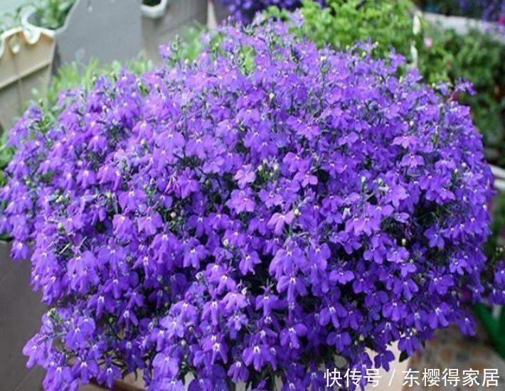 几款花卉，花朵小巧玲珑，开花多又美，人见人爱开成小花园