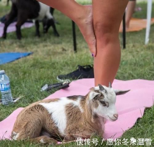 心理健康|山羊瑜伽是5件事的理由以及为什么应该尝试?