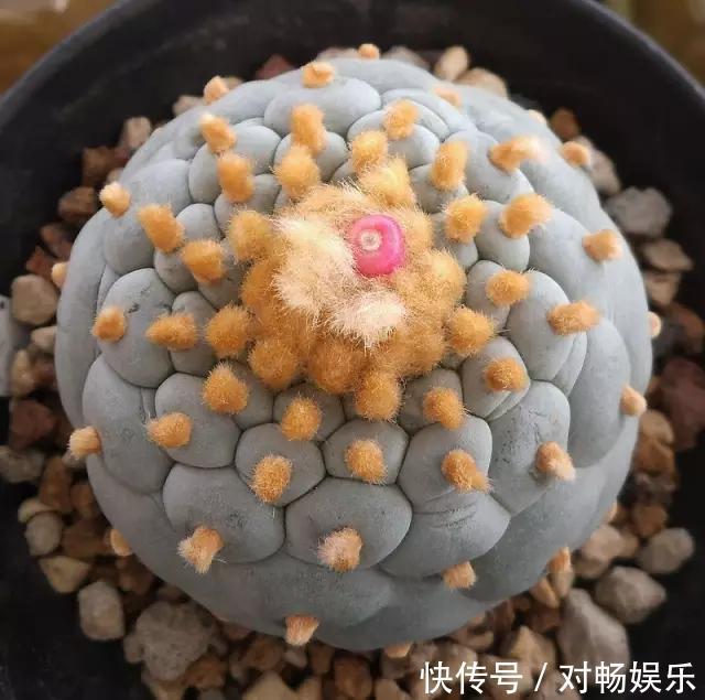 世界上最贵的花,一盆就是一座房子!看过的贵气满满