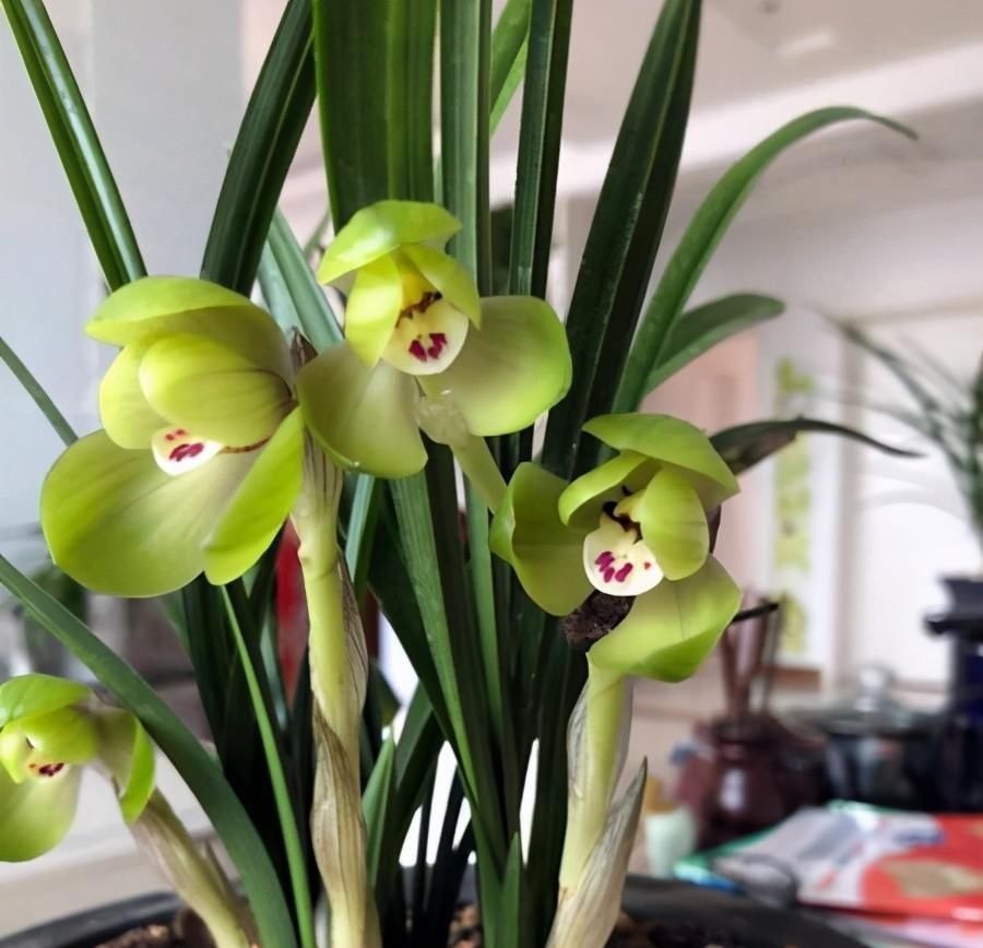 养兰花要定时换盆,脱盆、修剪、上盆及养护,每步都有注意事项