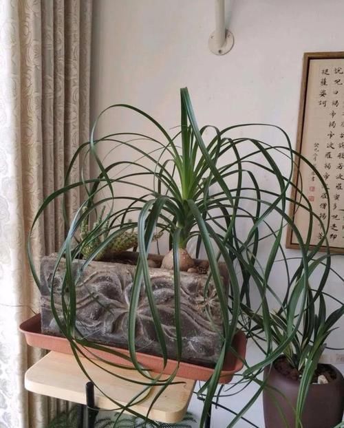 酒瓶兰|适合男人养的四种花,大气又稳重,旺财又旺运,早看早知道!