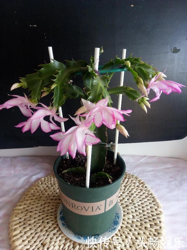 仙人掌嫁接蟹爪兰总是失败5个嫁接妙招不掌握，嫁接一株死一株