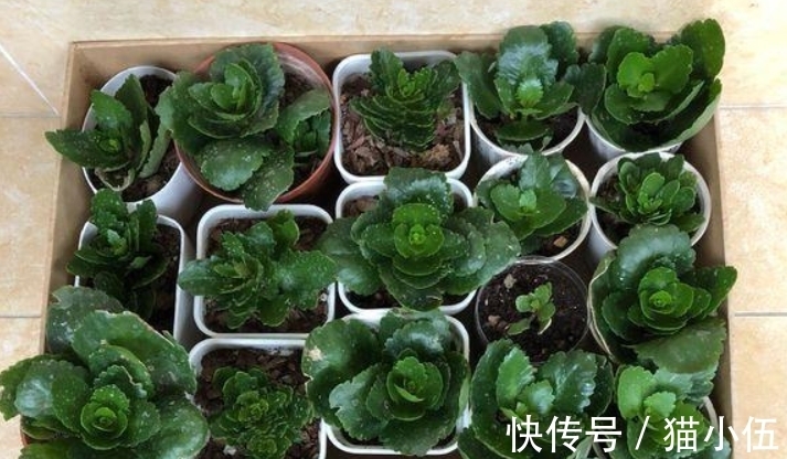 又到长寿花扦插季节,做好“2选3足”,15天长满白根!