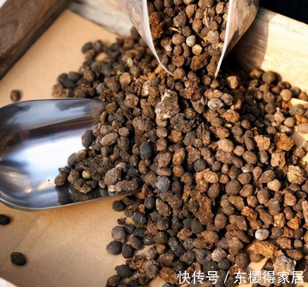 发酵|养花最好的“有机肥”,原来是粪球球,什么植物都能用,养啥都旺