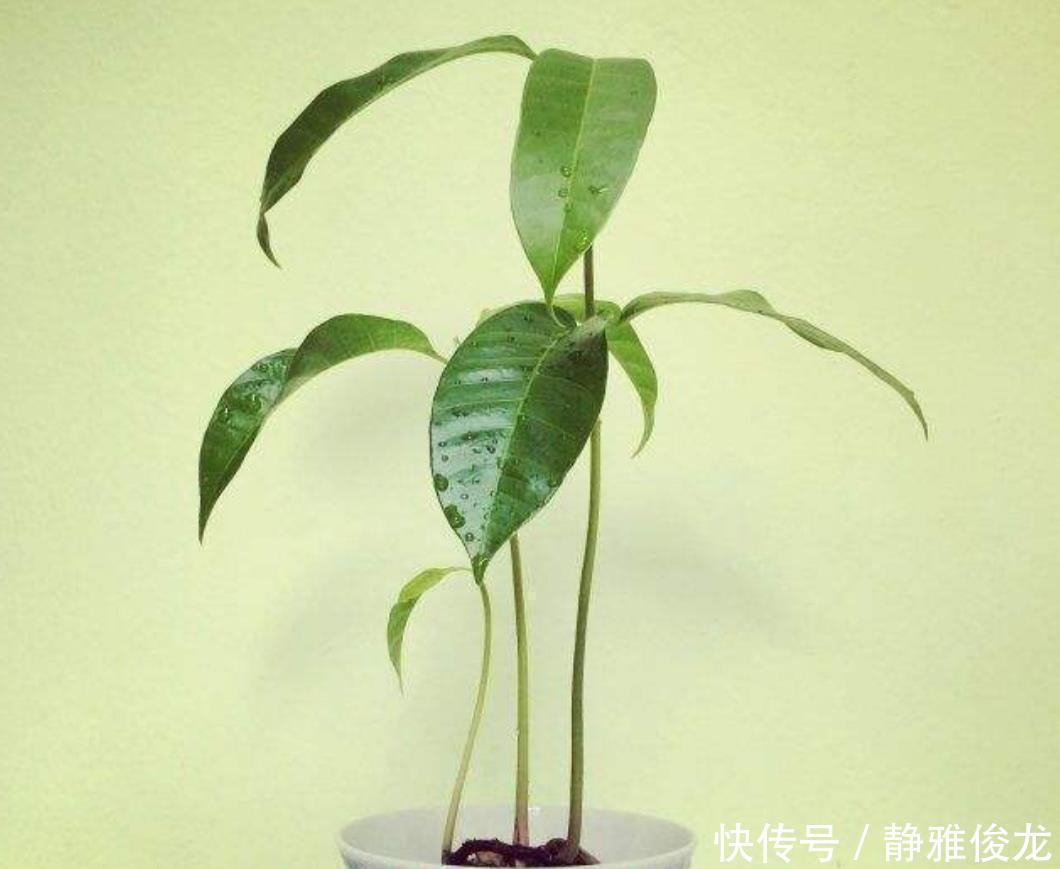小苗|吃完2种水果，种子别扔，种到花盆里，长出美丽小盆栽