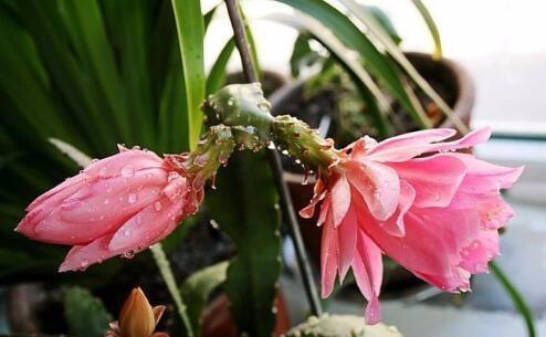 婆婆新买的盆栽,花开得又大又美,比蟹爪兰漂亮百倍