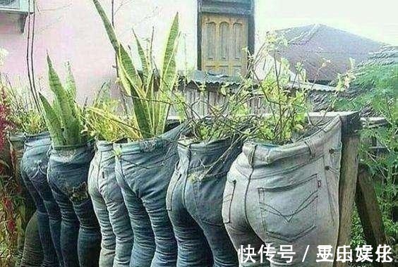 塑料瓶|花盆别买了,家里找一找就有,不要的牛仔裤也能当花盆养花