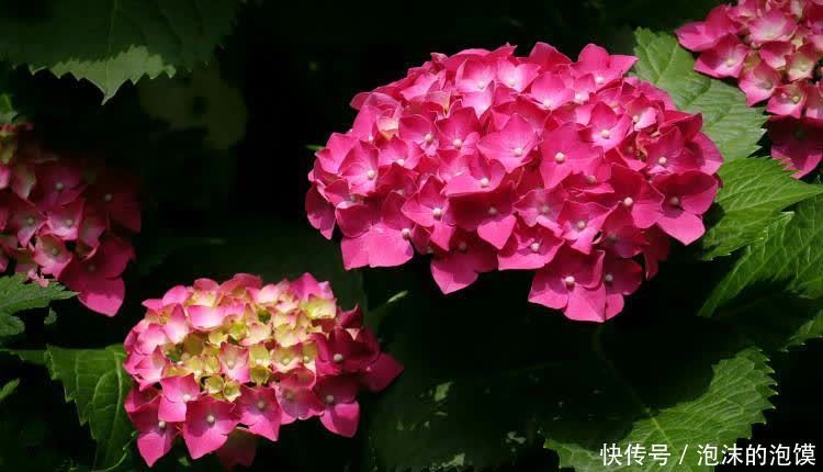 无尽夏|养花不在多,阳台种一棵“玫红妈妈”,花大色艳,开花满阳台