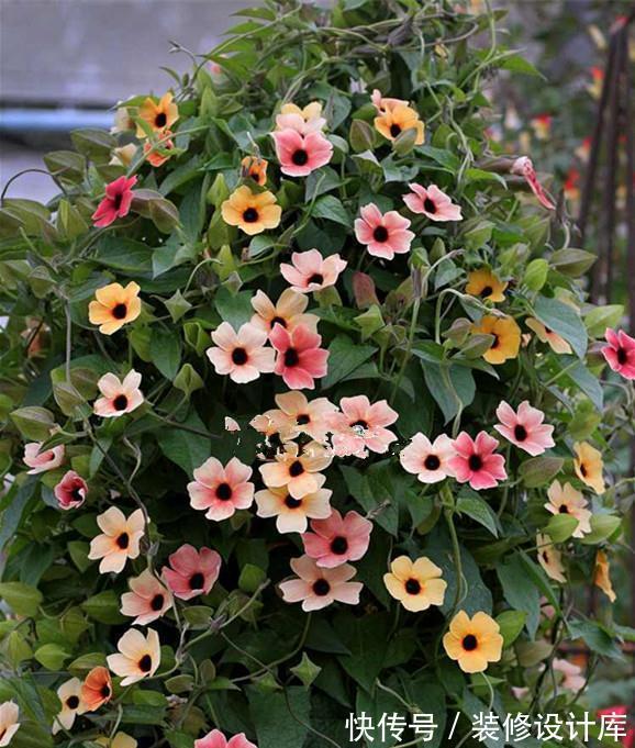 5种“漂亮花”，被名字耽误了一生，花开艳丽，却怕它“不吉利”