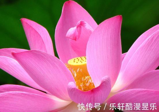 睡眠质量|11月上旬，霉运散好运来，4属相桃花朵朵，喜事接二连三