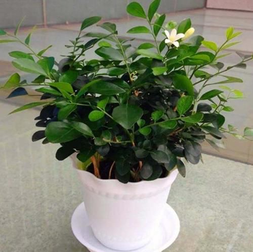  不烂|盆栽九里香，该怎么管理才能不烂根？早预防早治疗？