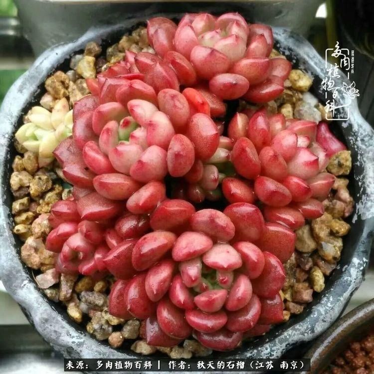 渡劫归来的肉肉,谁是谁的前世,谁又成了谁的今生