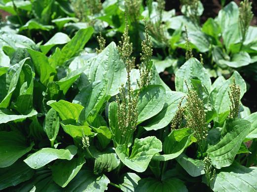 野菜|能够保持爱吃野菜、排毒、美容、明目、消炎、促进血液循环！