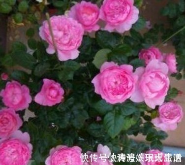 栀子花|栀子花、茉莉花、都爱喝“1种液体”，用后叶子绿、开花旺