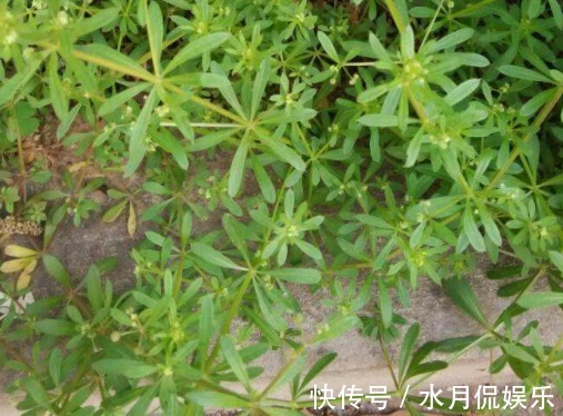 杂草|田里的恶性杂草，猪食用会“病倒”，却是上好野菜，入药用途广泛