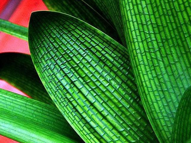 橡皮树|君子兰肥到流油,长寿花开不断,原来他用了这个小方法!