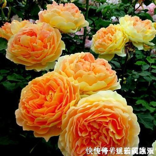 牡丹花|这种花在农村到处都是,却是有钱人最爱养的盆栽,不仅招财还养人