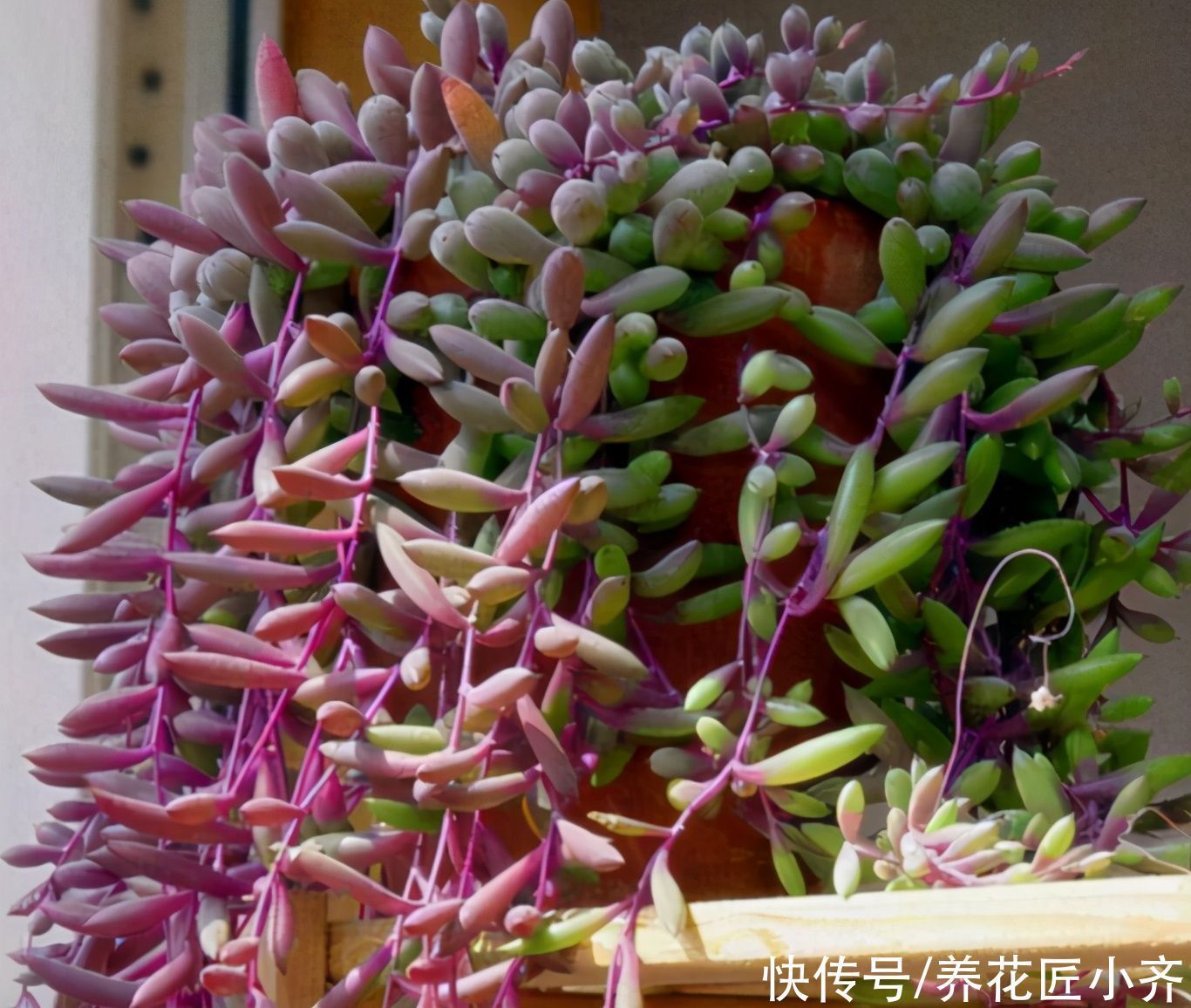 鹿角海棠|7种多肉适合“吊着养”，枝条“流出”花盆，养出状态最美