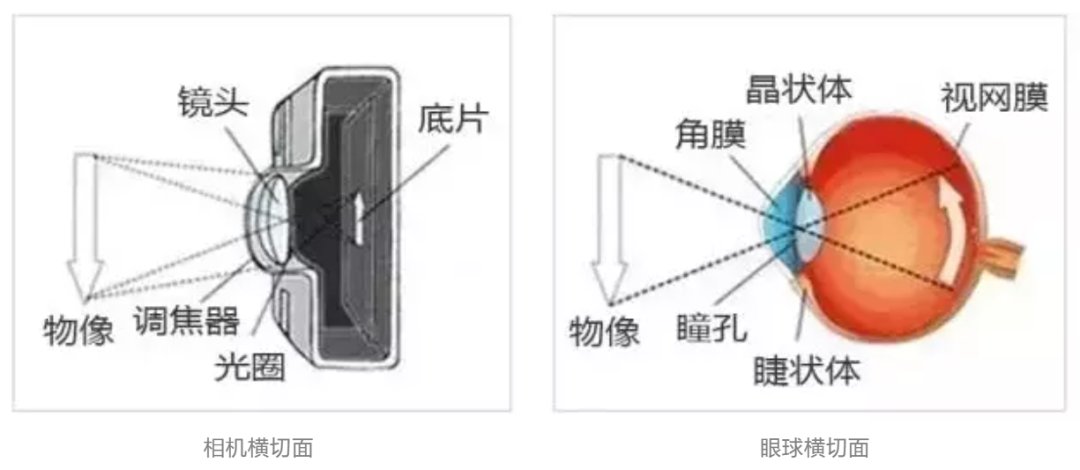 视力就是黄斑的能力，病变了很麻烦