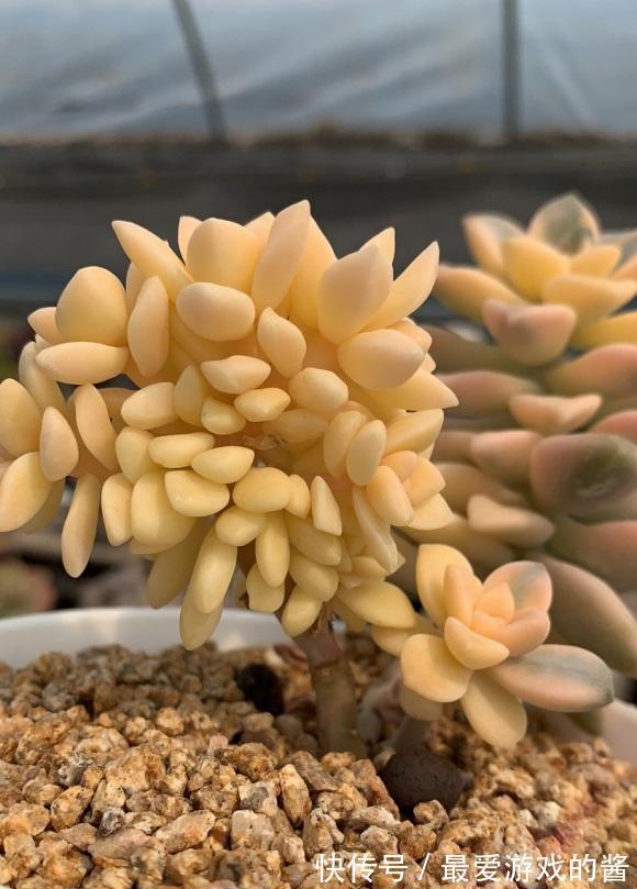 一入“肉坑”深似海,养多肉不能着急,慢慢养,多肉才不会死